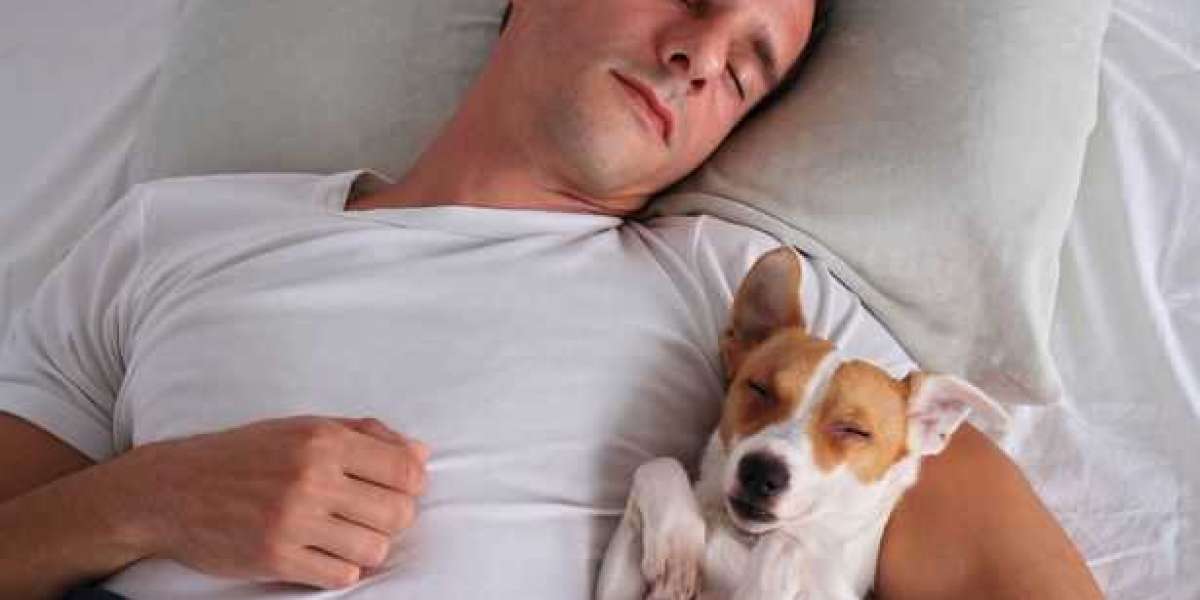 3 reasons why you should not sleep in bed with your dog or cat