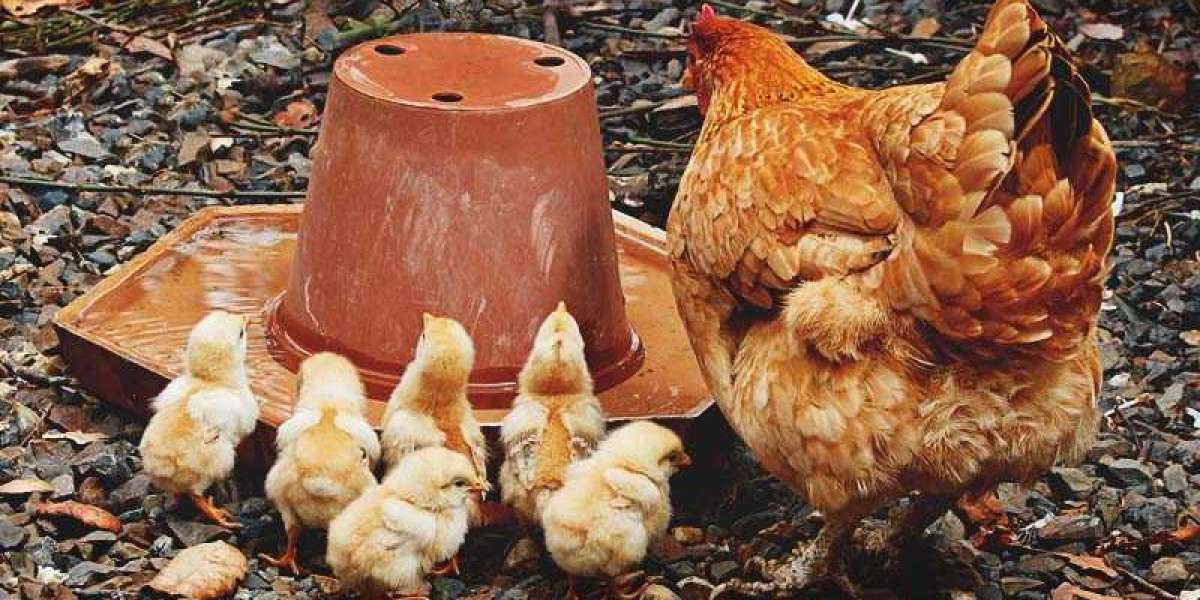 How do I start keeping chickens?